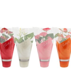 Anthurium mixed 4 c Anthurium 12 cm 4 color mix in Couture sleeve
(10 Plants/Order)(12cmP 40cmH)