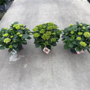 Hydrangea macrophylla Hydrangea macr. gemengd, 12+kn/bl
(1 Plants/Order)(23cmP 45cmH)