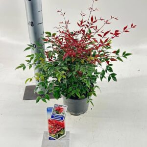 Nandina domestica Obsessed Nandina domestica Obsessed ('Seika'PBR)
(1 Plants/Order)(17cmP 35cmH)