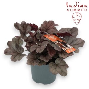 Heuchera Heuchera Indian Summer P12 Silver
(10 Plants/Order)(12cmP 25cmH)