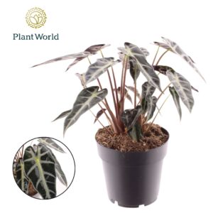 Alocasia Bambino Arrow Alocasia Bambino Arrow 2 p.p.
(7 Plants/Order)(14cmP 30cmH)