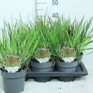 Panicum virgatum Panicum virgatum 'Squaw' P17
(6 Plants/Order)(17cmP 40cmH)