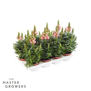 Antirrhinum majus other Antirrhinum majus pink
(8 Plants/Order)(12cmP 35cmH)