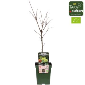 Castanea Castanea Sativa Bio P23
(1 Plants/Order)(23cmP 100cmH)