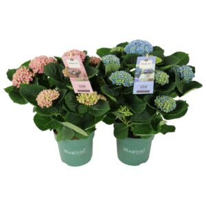 Hydrangea Magical Revolution Hydrangea Magical Revolution ® mix 7/8 flowers
(6 Plants/Order)(14cmP 35cmH)