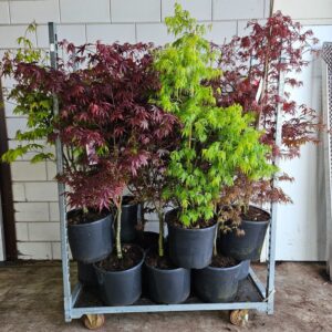 Acer palmatum Garnet Acer palmatum mix C20/36cm
(1 Plants/Order)(36cmP 160cmH)
