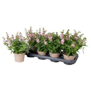Angelonia Serena Lavender Angelonia pink met sticker
(8 Plants/Order)(12cmP 28cmH)