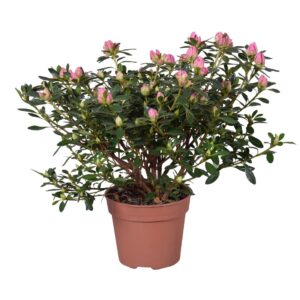 Rhododendron Azalea 'Evita' pink 13cm
(6 Plants/Order)(13cmP 30cmH)