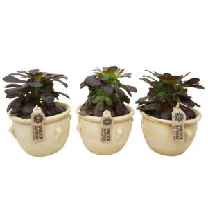 Aeonium aboreum velours Aeonium valour in 16 cm 'Kruik la Vica'
(4 Plants/Order)(12cmP 22cmH)