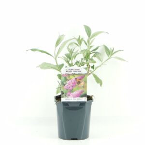 Buddleja Pink Delight Buddleja dav. Pink Delight
(6 Plants/Order)(17cmP 45cmH)