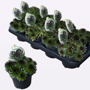 Sempervivum Chick Charms mixed Chick Charms "Appletini"
(8 Plants/Order)(12cmP 14cmH)