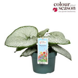 Brunnera Brunnera Silver Heart P19
(3 Plants/Order)(19cmP 40cmH)