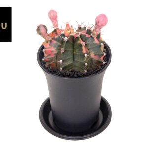 Gymnocalyc Japan Gymno Cactus 'Variegated' flowering
(9 Plants/Order)(7.5cmP 13cmH)