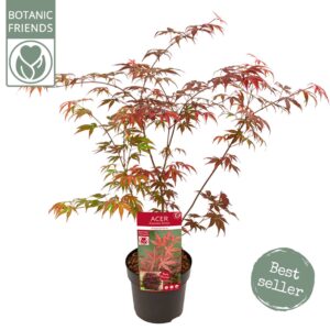 Acer palmatum Atropurpureum Acer palm. 'Atropurpureum'
(1 Plants/Order)(19cmP 65cmH)