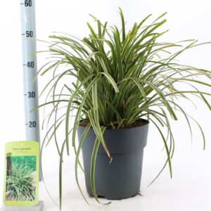 Carex morrowii Ice Dance Carex morrowii 'Ice Dance'
(1 Plants/Order)(23cmP 50cmH)