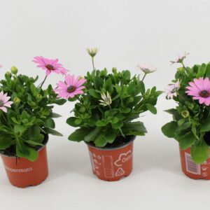 Osteospermum Margarita Lilac Osteo Margarita pink
(12 Plants/Order)(10.5cmP 25cmH)