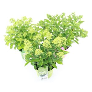 Hydrangea paniculata Hydrangea pan. Garden Lights® mix C5 (23cm.) Kn.
(17 Plants/Order)(23cmP 50cmH)
