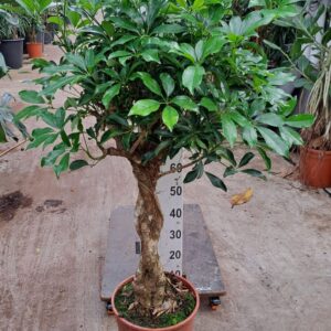 Schefflera Compacta Schefflera Compacta gevlochten stam 140
(1 Plants/Order)(30cmP 140cmH)