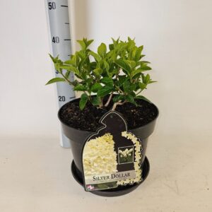 Hydrangea paniculata Hydrangea paniculata Silver Dollar actie
(1 Plants/Order)(29cmP 80cmH)