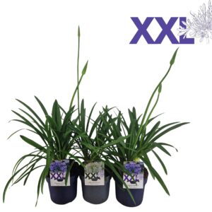 Agapanthus Agapanthus blue and white gem. in tray. doorbl knoppen boven gewas
(3 Plants/Order)(19cmP 70cmH)