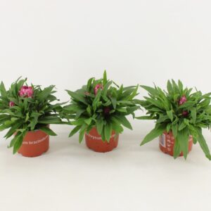 Bracteantha Dreamtime Antique Shade Bracteantha Dreamtime / strobloem pink
(9 Plants/Order)(12cmP 25cmH)