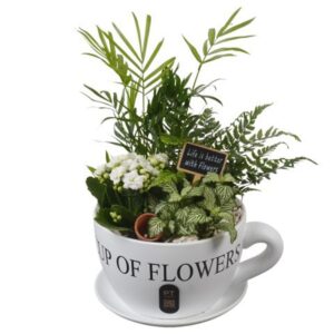 Indoor plants PTIB5196 Arrangement Indoor in Ceramics kop and schotel
(3 Plants/Order)(24cmP 38cmH)