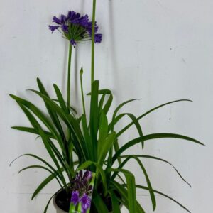 Agapanthus (Funnel Grp) Poppin Purp P22 Agapanthus africanus Poppin Purple 3 bl. / plant
(1 Plants/Order)(22cmP 75cmH)