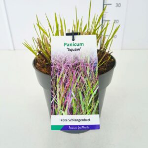 Panicum virgatum Squaw Panicum vir. 'Squaw' C5
(1 Plants/Order)(23cmP 40cmH)