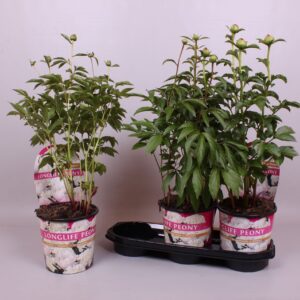 Paeonia Paeonia 19CM white Longlife
(3 Plants/Order)(19cmP 70cmH)