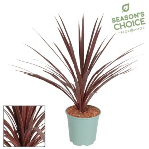 Cordyline Red Star Cordyline 'Red Star' 75 - 80 cm
(1 Plants/Order)(21cmP 90cmH)