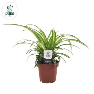 Chlorophytum Variegatum Chlorophytum 12cm (zonder hoes)
(8 Plants/Order)(12cmP 25cmH)