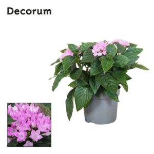 Pentas Starcluster Lavender Starcluster Lavendel Decorum
(6 Plants/Order)(13cmP 25cmH)