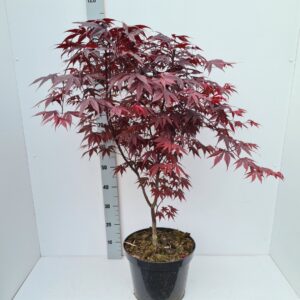 Acer palmatum Bloodgood Acer palmatum 'Bloodgood'
(1 Plants/Order)(31cmP 120cmH)