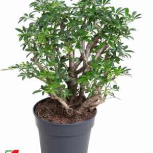 Schefflera Luseana Schefflera Luseana P21
(1 Plants/Order)(21cmP 60cmH)