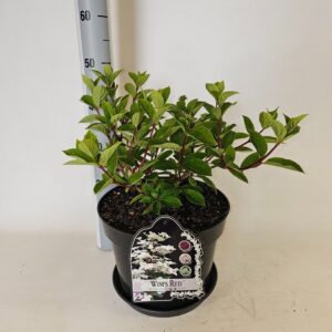 Hydrangea paniculata Hydrangea paniculata Wims Red
(1 Plants/Order)(29cmP 85cmH)