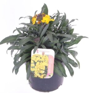Erysimum Fragrant Sunshine Erysimum lin. Fragrant Sunshine
(8 Plants/Order)(13cmP 25cmH)