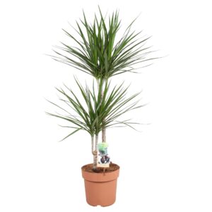 Dracaena marginata Dracaena Marginata 45-15
(1 Plants/Order)(21cmP 90cmH)