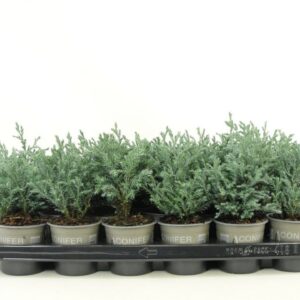 Chamaecyparis Baby Blue Chamaecyparis pisifera 'Baby Blue'
(18 Plants/Order)(9cmP 15cmH)