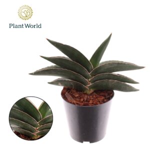 Sansevieria Samurai Sansevieria Samurai
(8 Plants/Order)(12cmP 20cmH)