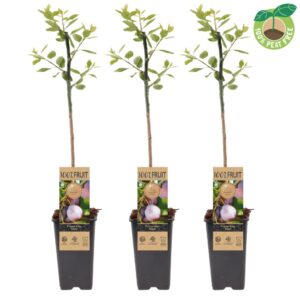 Prunus Opal Prunus domestica 'Opal' (pruim), P15
(10 Plants/Order)(15cmP 50cmH)