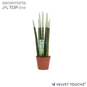 Sansevieria Cylindrica Sansevieria VELVET TOUCHZ® Pastel green
(12 Plants/Order)(8.5cmP 30cmH)