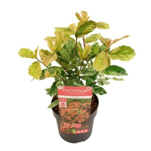 Photinia serratifolia Pink Crispy Photinia ser. 'Pink Crispy' ®
(1 Plants/Order)(19cmP 40cmH)