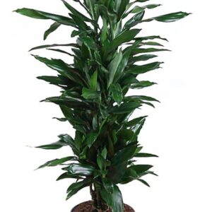 Dracaena Janet Lind Dracaena Janet Lind busch P27
(1 Plants/Order)(27cmP 130cmH)