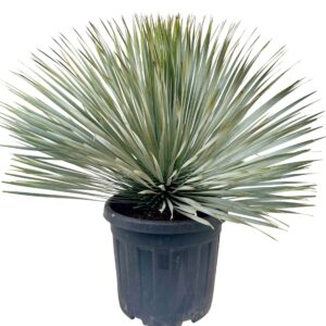 Yucca rostrata Yucca rostrata P40
(1 Plants/Order)(40cmP 90cmH)