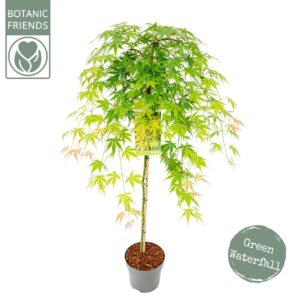 Acer palmatum Acer palm. 'Cascade Emerald' ®
(1 Plants/Order)(24cmP 130cmH)