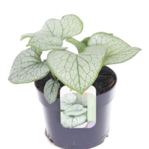 Brunnera Brunnera Silver Spear
(6 Plants/Order)(17cmP 25cmH)