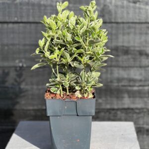 Euonymus japonicus Kathy Euonymus japonicus 'Kathy' P17
(6 Plants/Order)(17cmP 45cmH)