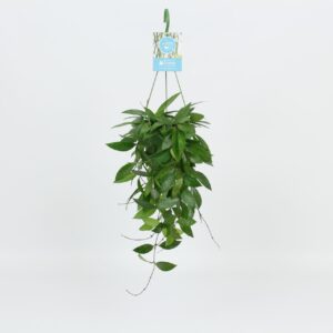 Hoya memoria HangonGreen Hoya Memoria Gracilis 14 cm
(8 Plants/Order)(14cmP 30cmH)