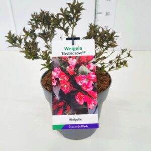 Weigela florida Weigela 'Electric Love' C5
(1 Plants/Order)(23cmP 50cmH)