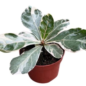 Ficus Ficus Lyrata Variegata
(9 Plants/Order)(10.5cmP 20cmH)